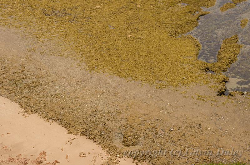 Seaside patterns, Barwon Heads IMGP4458.jpg